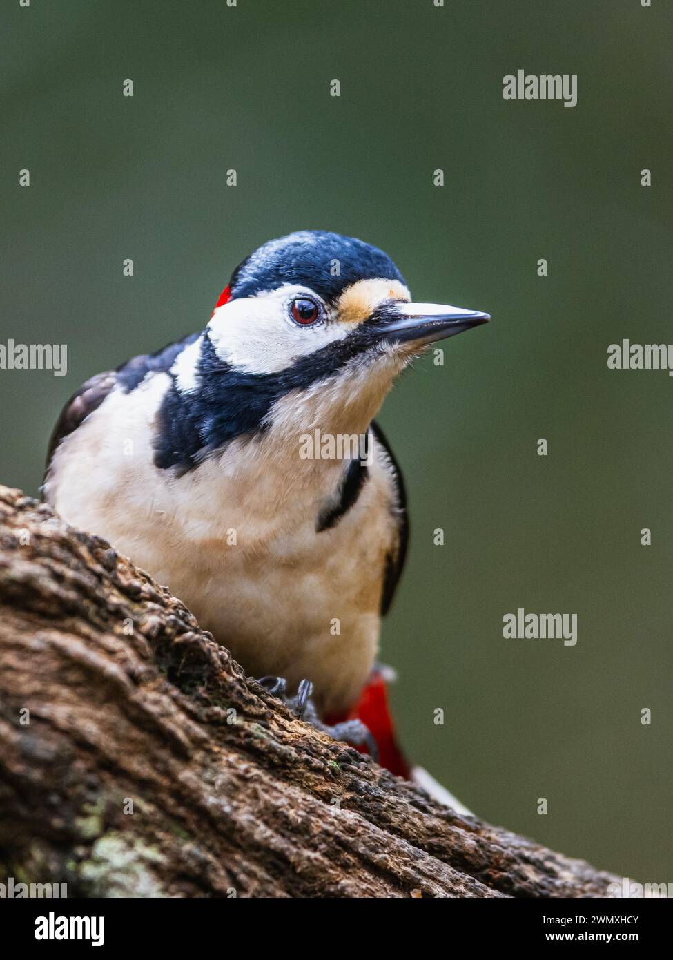 Male of Great Spotted Woodpecker, Dendrocopos major, bird in forest at winter sun Stock Photo