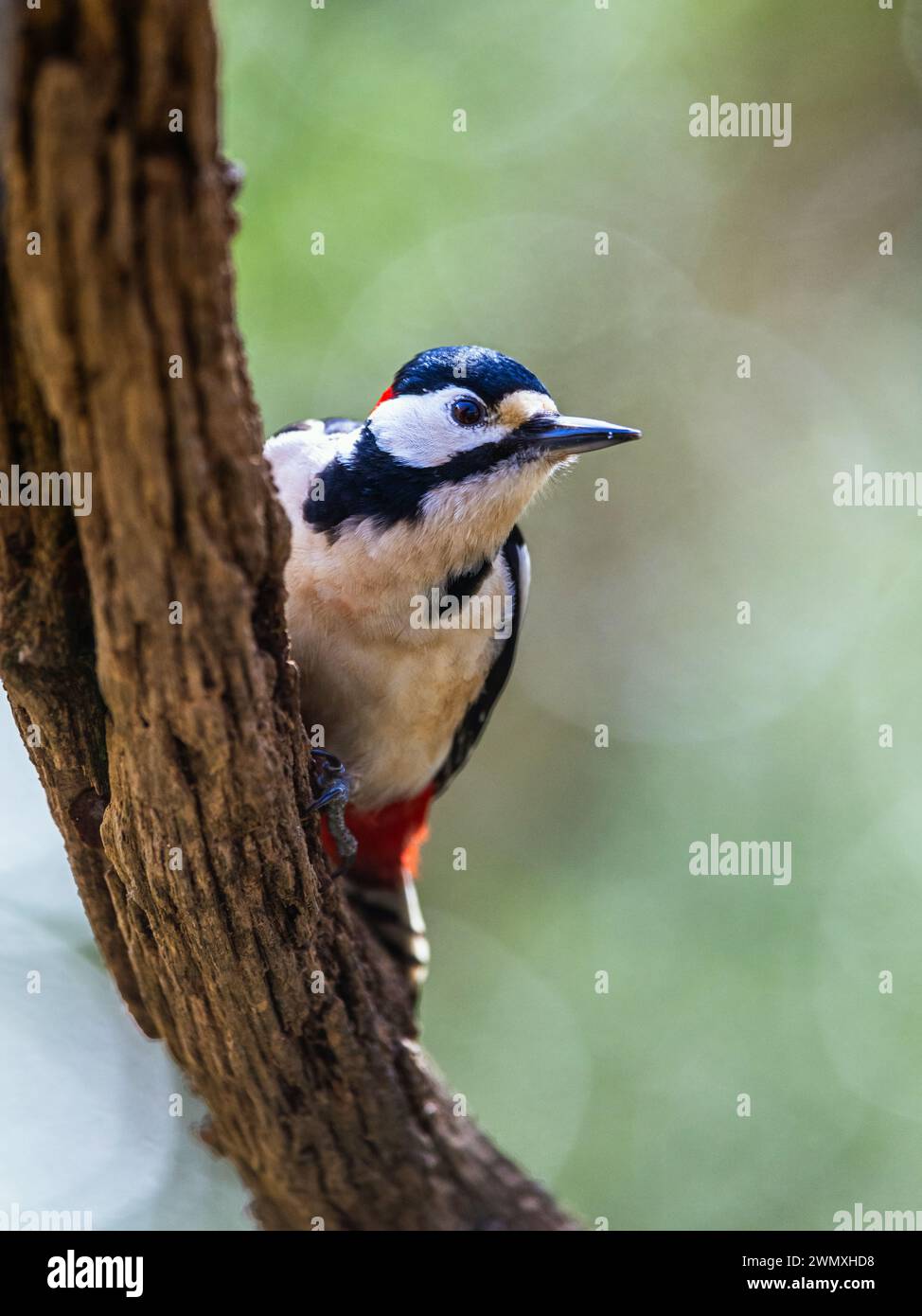 Male of Great Spotted Woodpecker, Dendrocopos major, bird in forest at winter sun Stock Photo