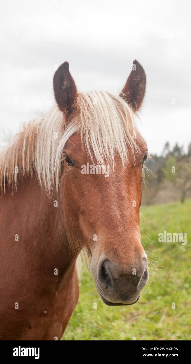 Brown horse white hair Stock Photo