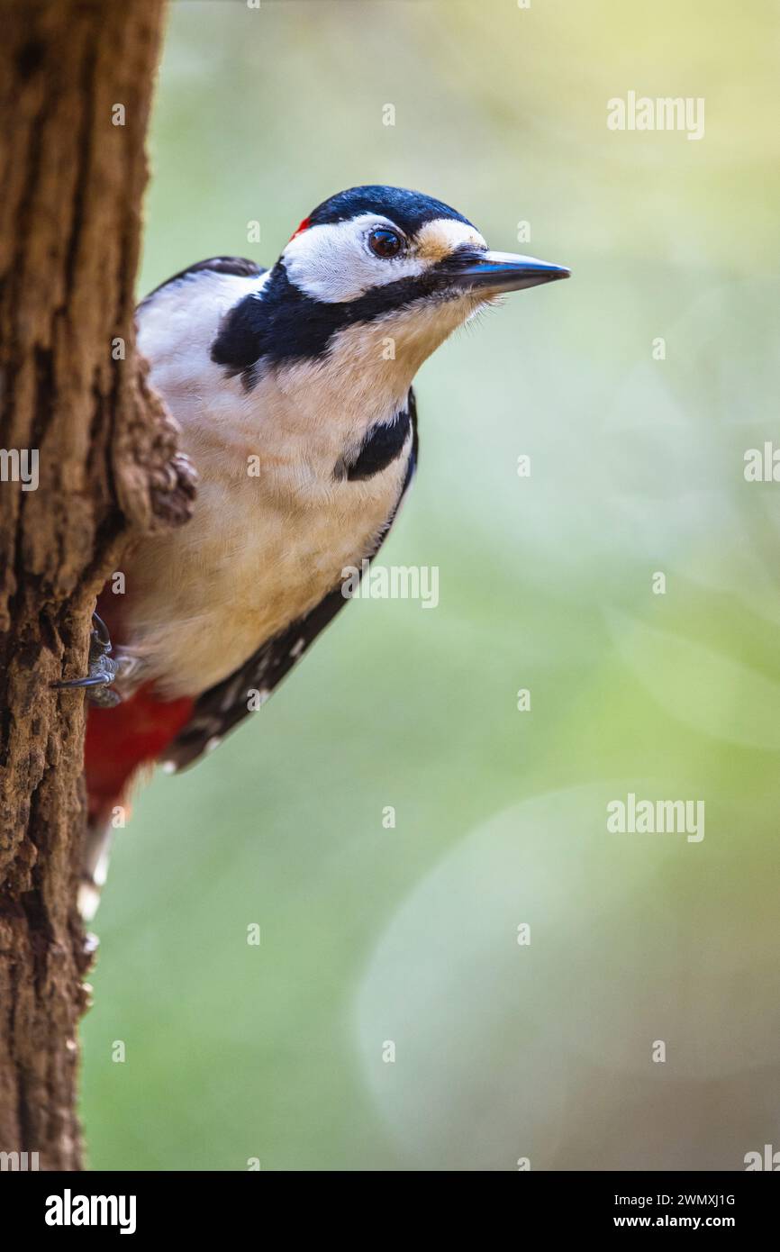 Male of Great Spotted Woodpecker, Dendrocopos major, bird in forest at winter sun Stock Photo