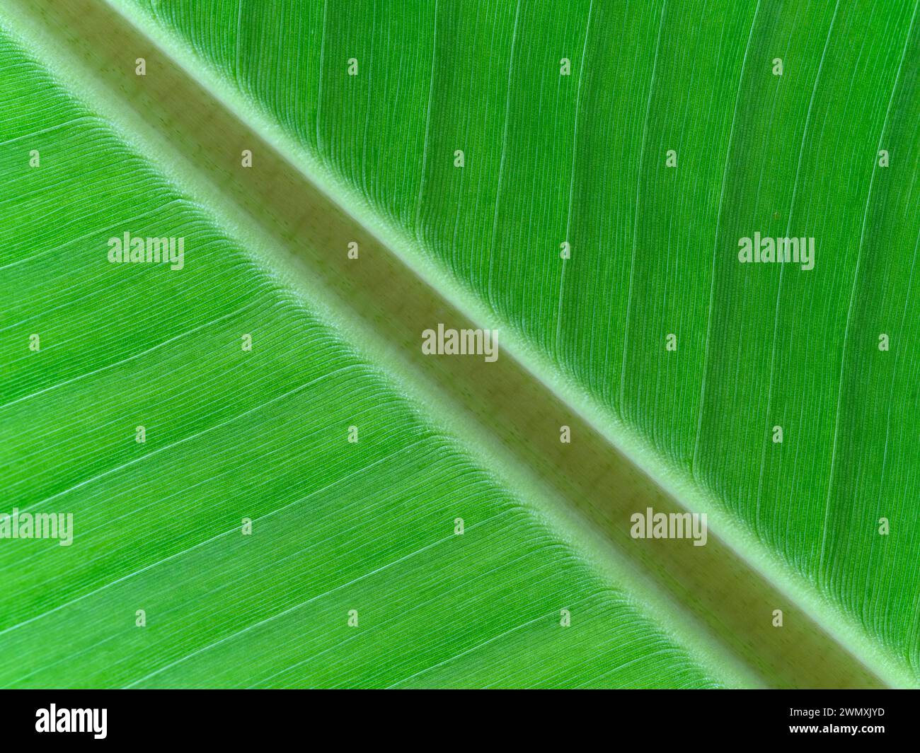 Macro photograph of a leaf of Musa x paradisiaca, plantain, cooking banana Stock Photo