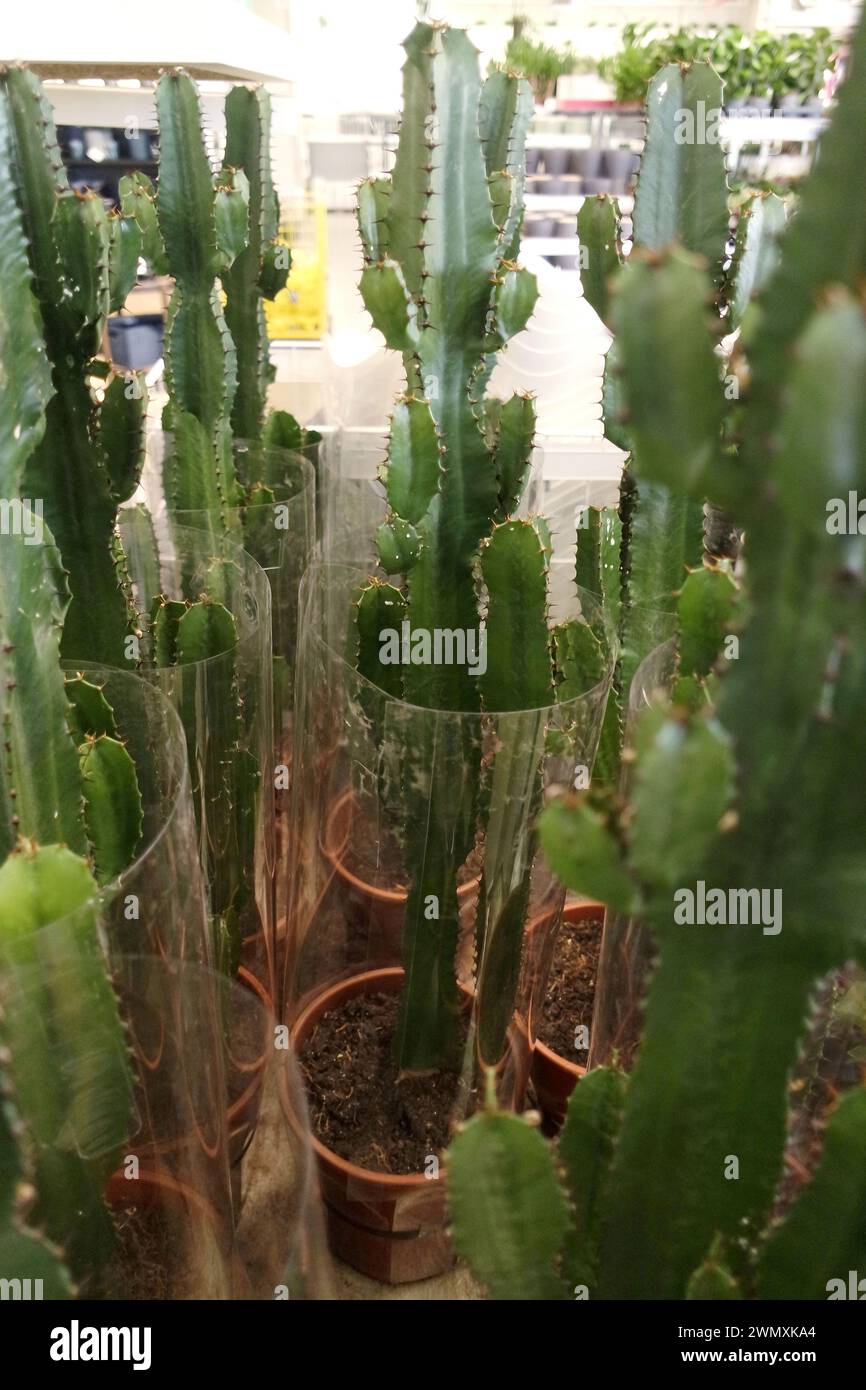 melocactus neomontanus Melocactus Matanzanus