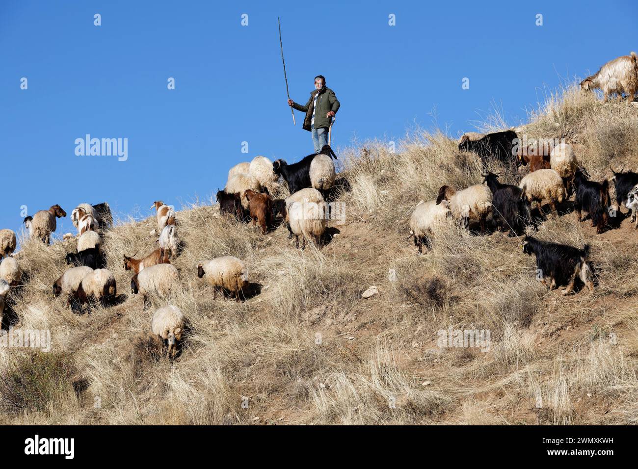 The flock of sheep and goats hi-res stock photography and images - Alamy