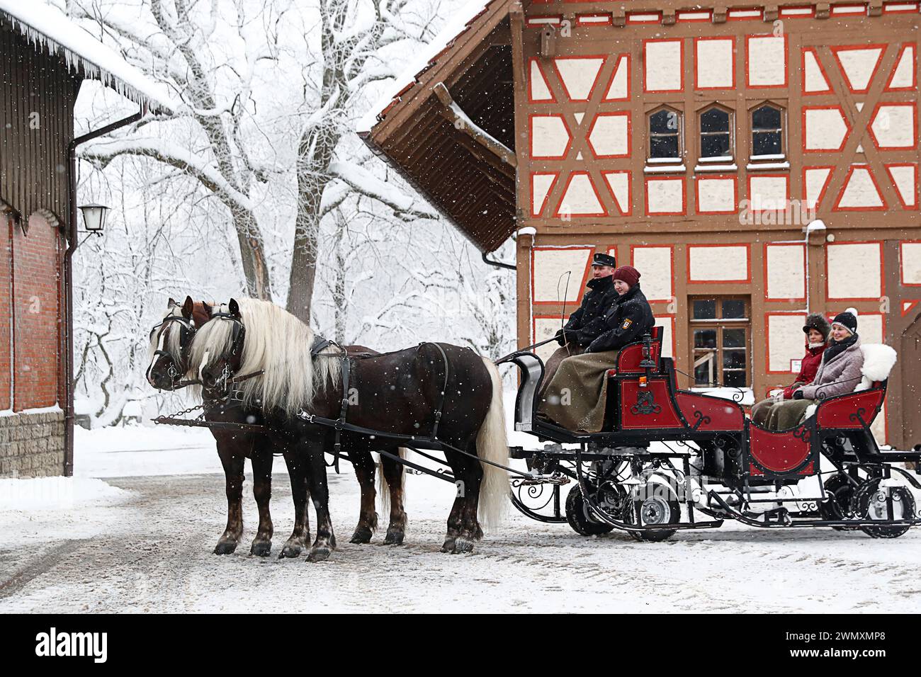 Black Forest Draughthorse. Sleigh team with the stallions Wildbach and Markus stands in front of a half-timbered house (driver: Jochen Ott). Germany Stock Photo
