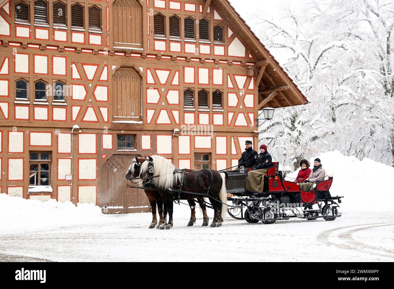 Black Forest Draughthorse. Sleigh team with the stallions Wildbach and Markus stands in front of a half-timbered house (driver: Jochen Ott). Germany Stock Photo