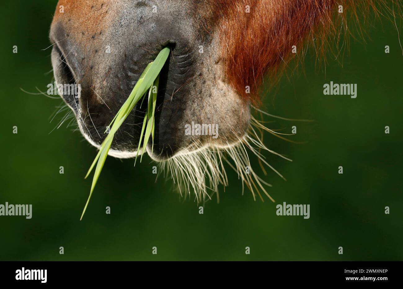 Icelandic Horse eating grass, close-up of mouth. Germany Stock Photo