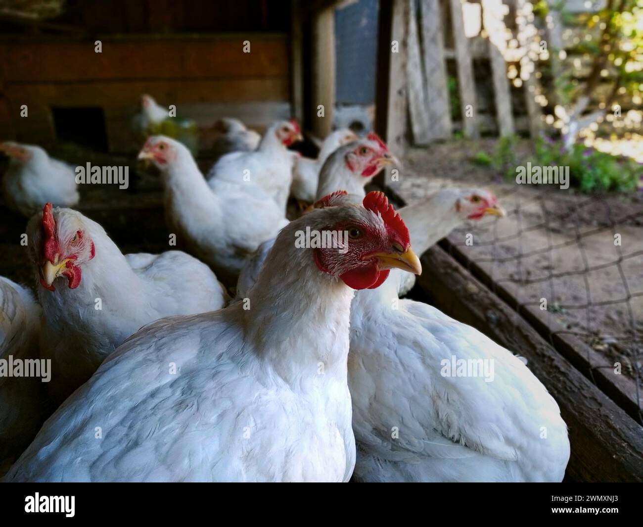 Many white broiler chickens hi-res stock photography and images - Alamy