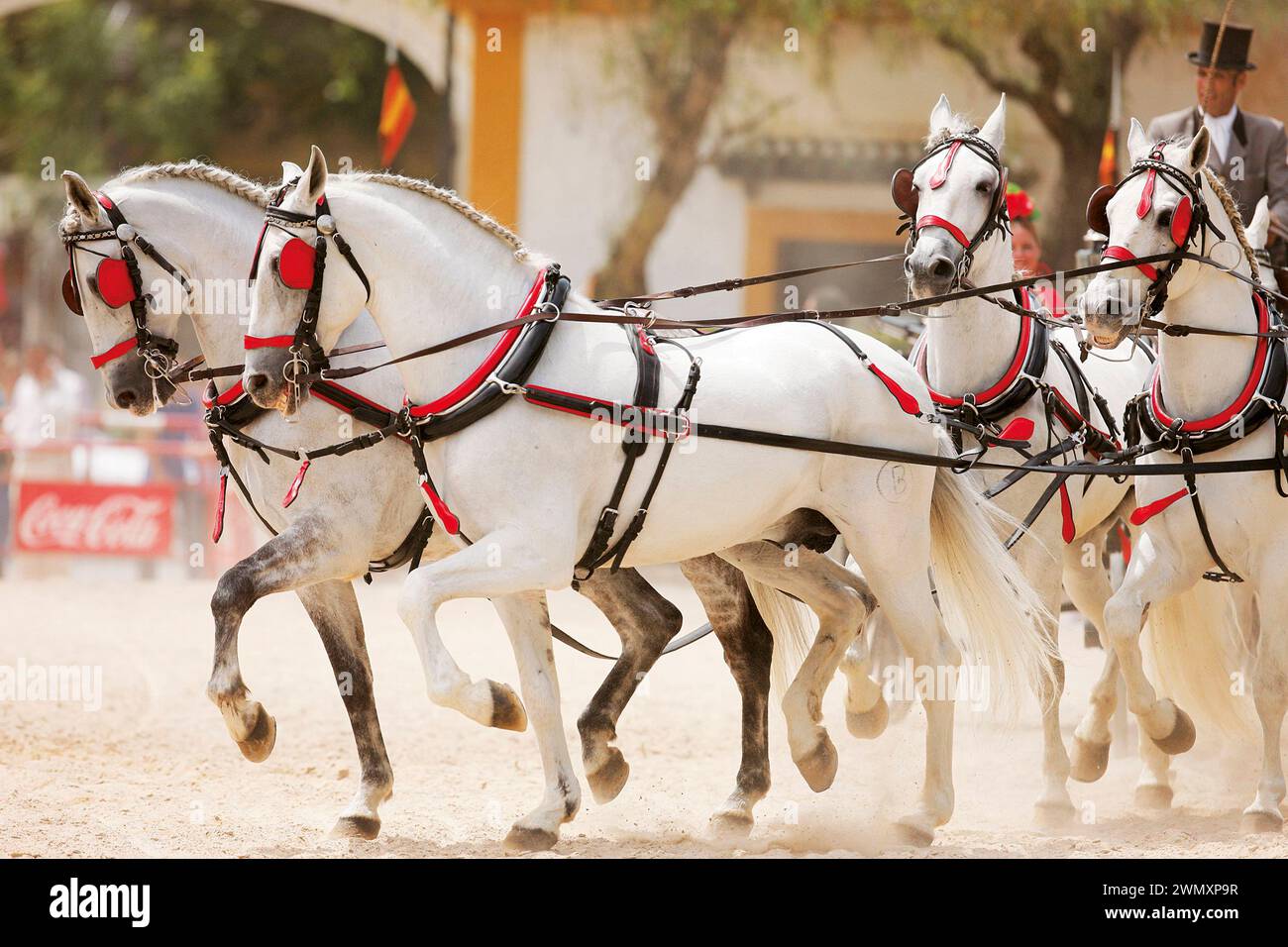 Andalusians. Team of four pulling a carriage at the Feria de Caballo in Jerez de la Frontera, Spain Stock Photo