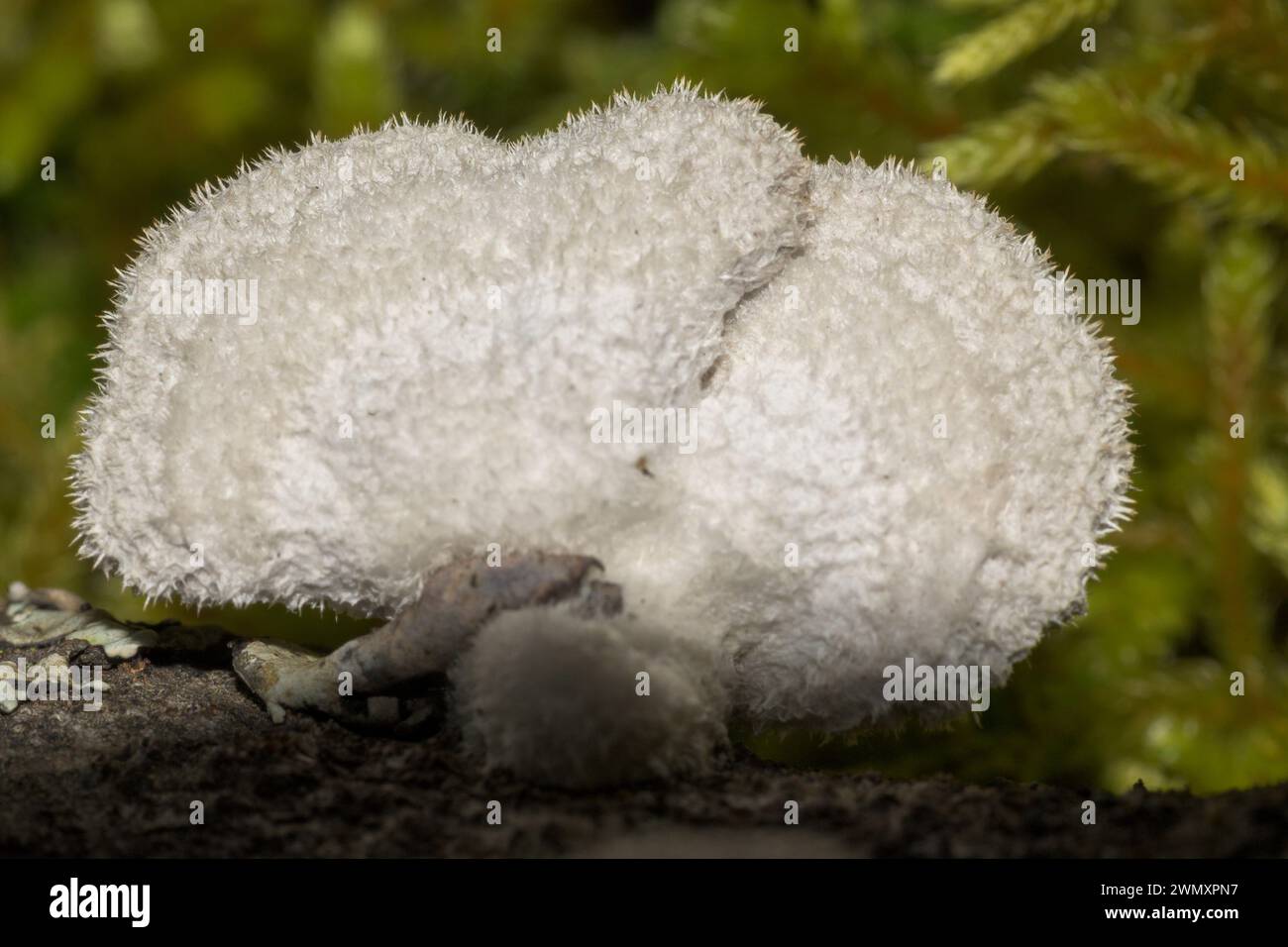 Hericium erinaceus mushroom fungus white with hairs tree trunk horizontal Stock Photo