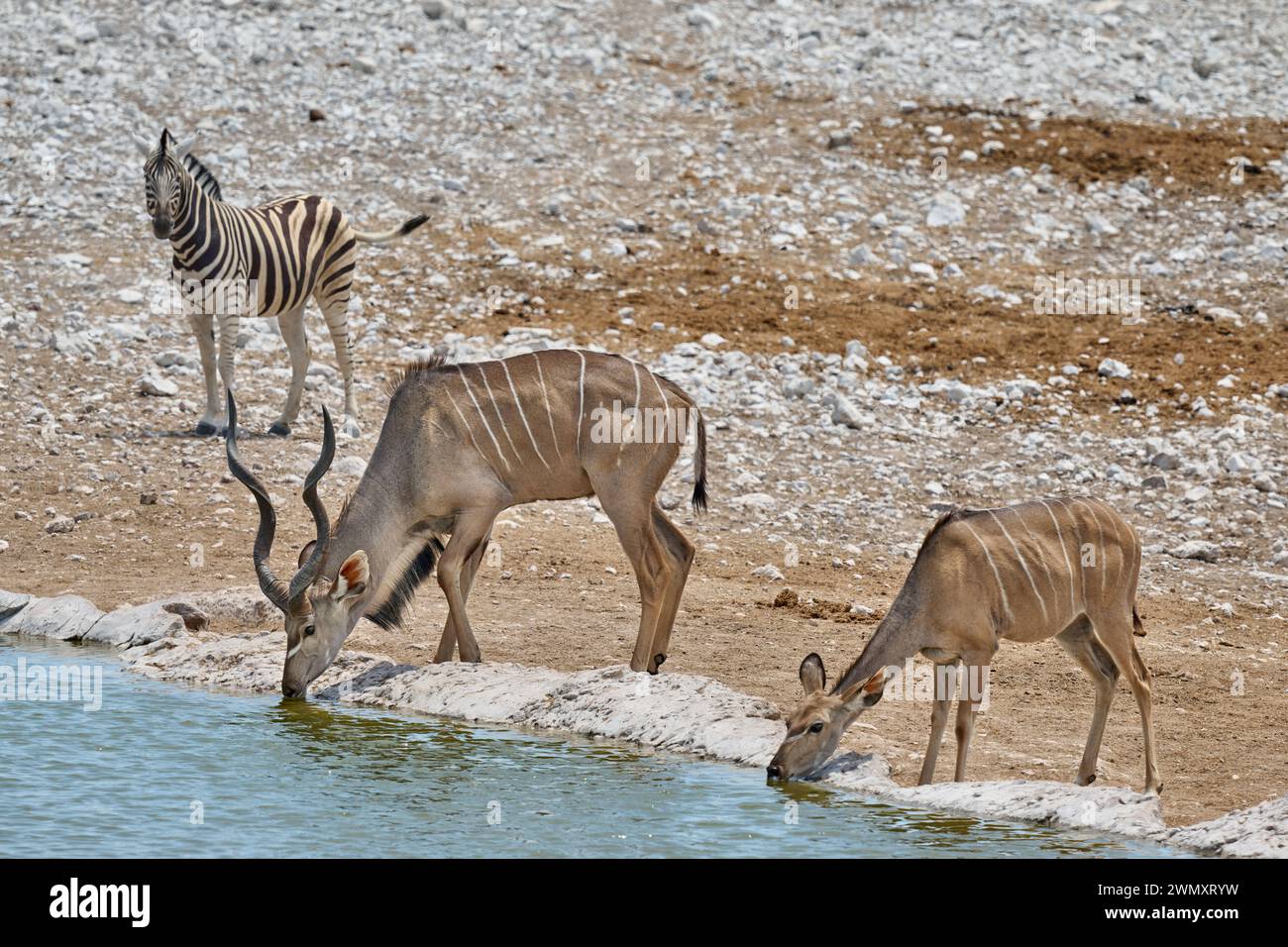 Malte and female Kudu (Strepsiceros zambesiensis) drinking at waterhole, Etosha National Park, Namibia, Africa Stock Photo
