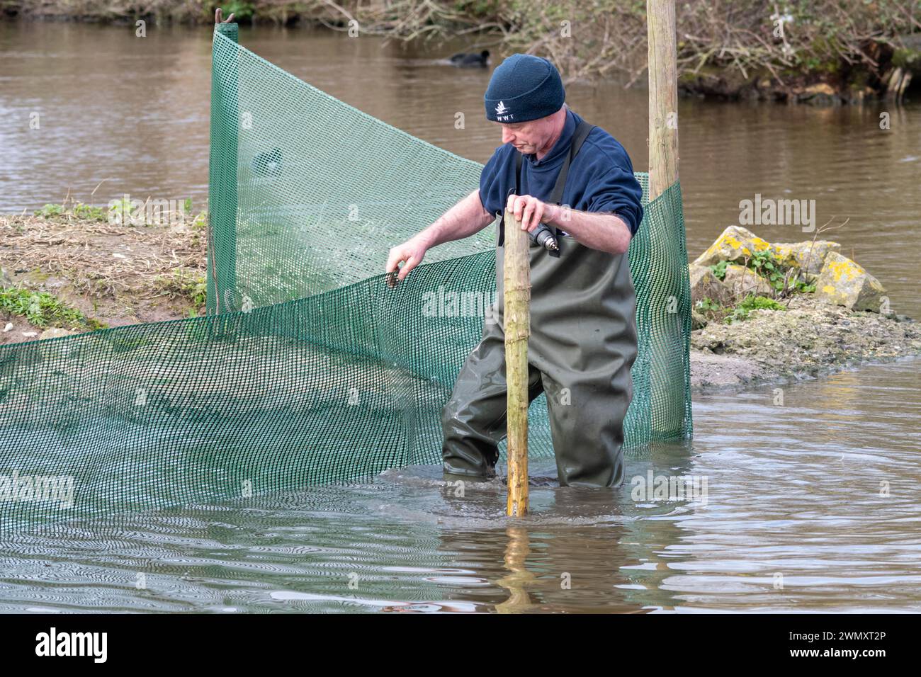 WWT staff working in water wearing waders at Slimbridge Wetland Centre constructing a temporary corral in a pond, England, UK Stock Photo