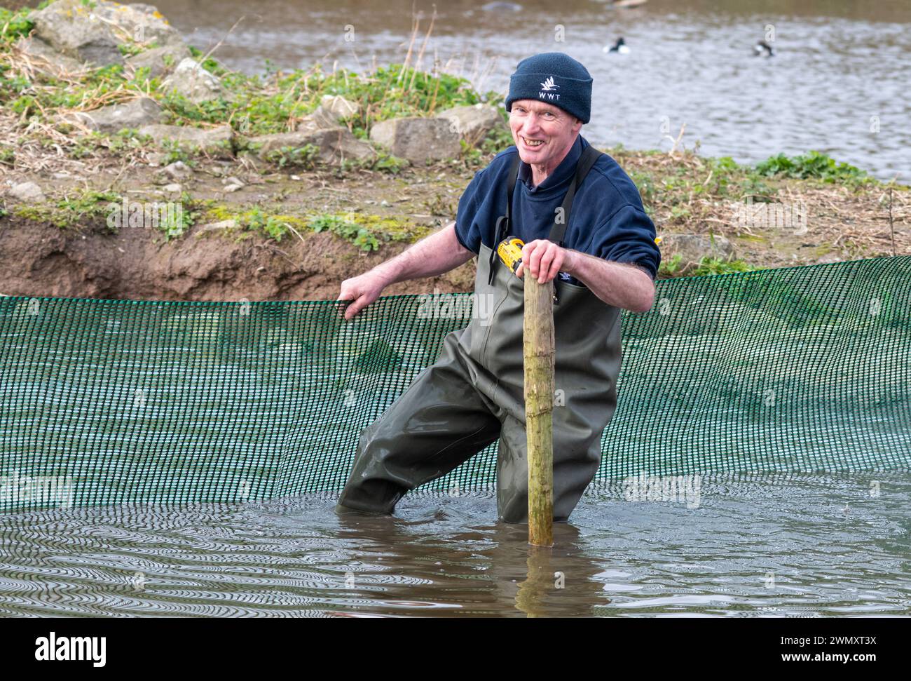 WWT staff working in water wearing waders at Slimbridge Wetland Centre constructing a temporary corral in a pond, England, UK Stock Photo