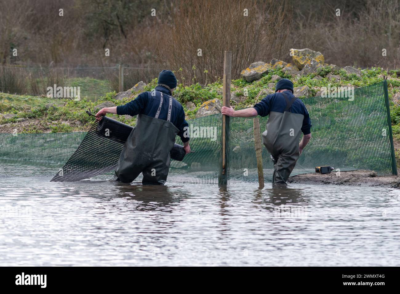 WWT staff working in water wearing waders at Slimbridge Wetland Centre constructing a temporary corral in a pond, England, UK Stock Photo