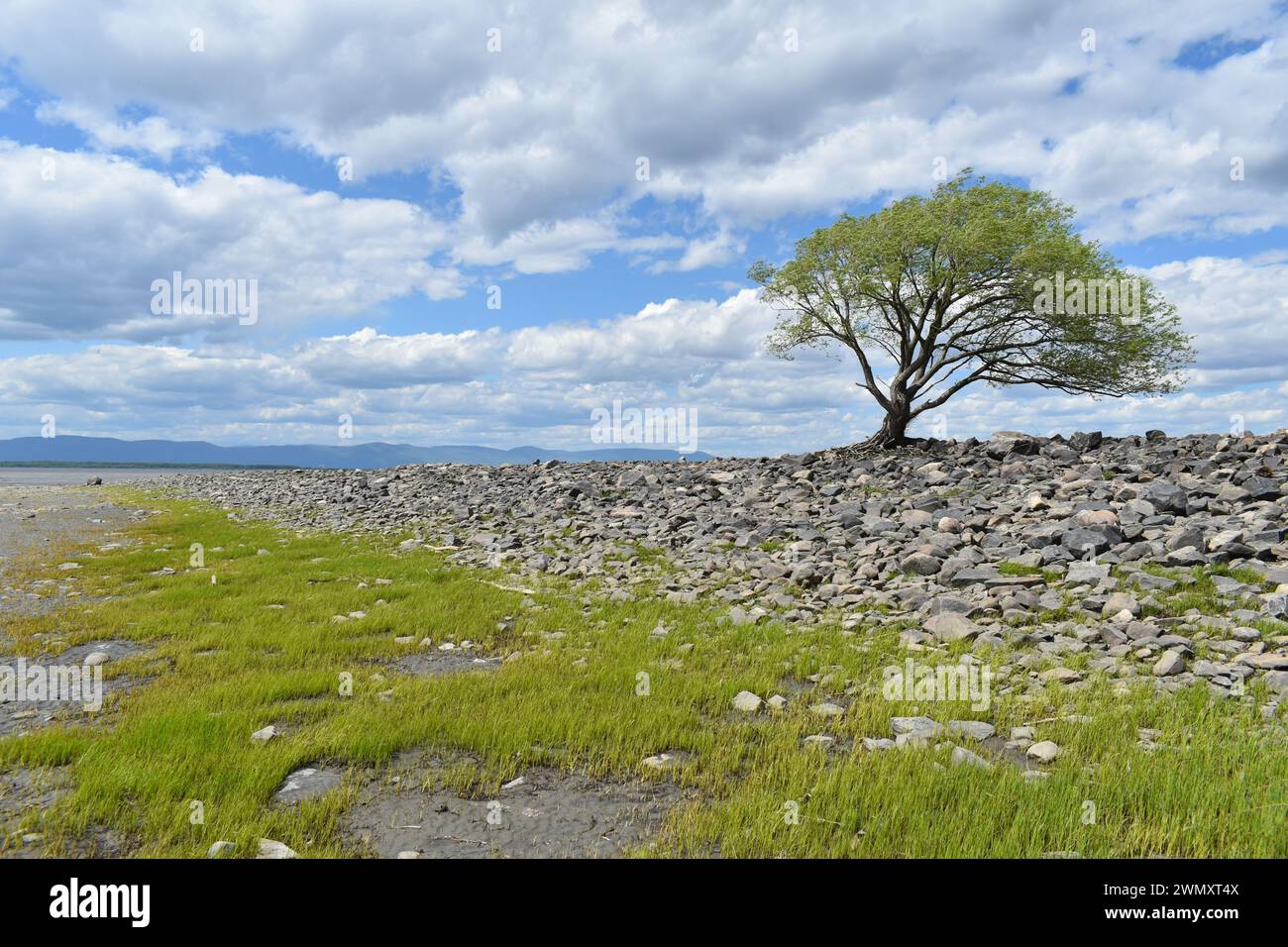 A lonely tree on the banks of the river, Québec, Canada Stock Photo