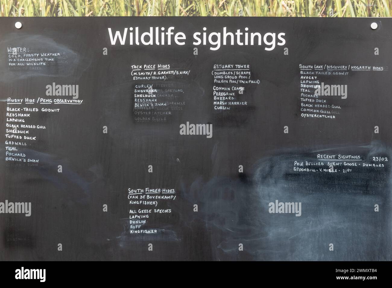 Wildlife sightings listed, bird sightings list on a blackboard at WWT Slimbridge Wetland Centre, Gloucestershire, England, UK Stock Photo