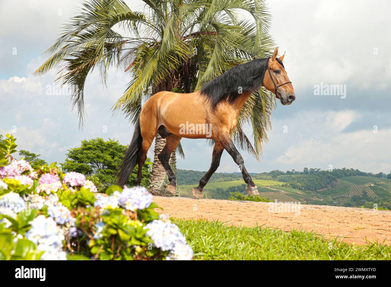 Campolina Horse. Buckskin stallion trotting on a path. Brazil Stock ...