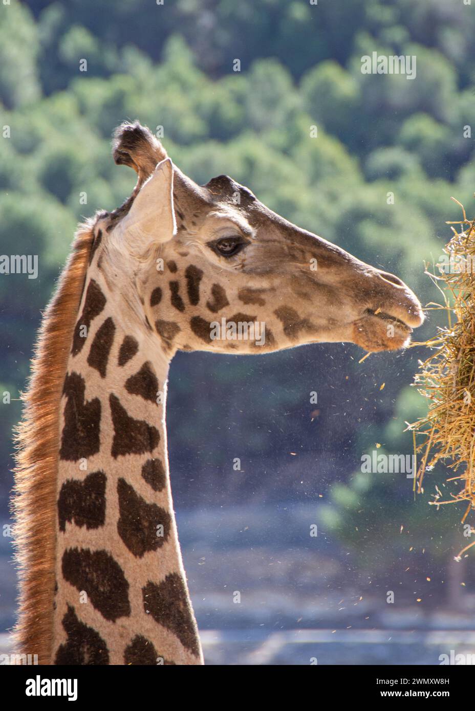 Close-up of the head of a captive giraffe eating hay in Aitana safari park, Spain, outside during the day. Stock Photo
