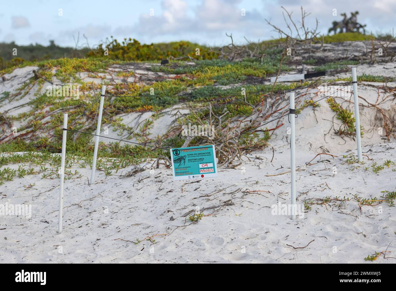 Puerto Ayora, Ecuador - April 12, 2023: Nesting area for the green sea turtle at Tortuga Bay, Santa Cruz island, Galapagos. Stock Photo