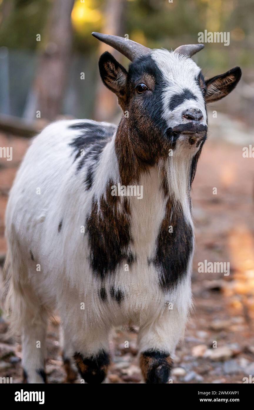 One brown and white Bezoar goat. Capra hircus. Outdoors. Stock Photo