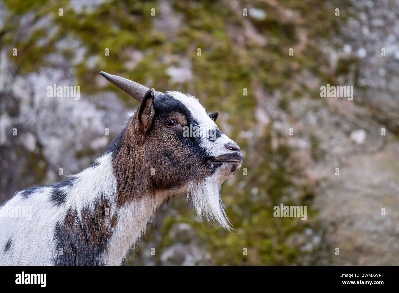 One brown and white Bezoar goat. Capra hircus. Outdoors. Stock Photo