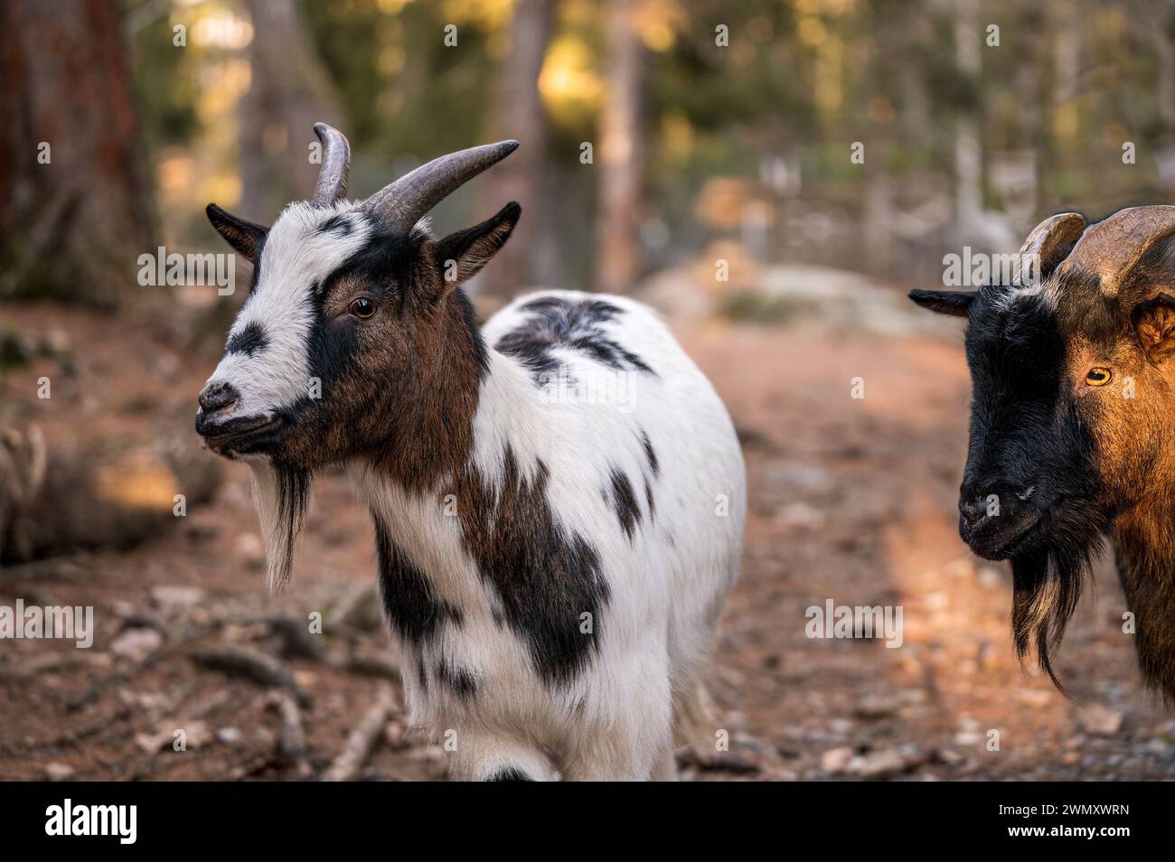 Two Bezoar goat. Capra hircus. Outdoors. Stock Photo