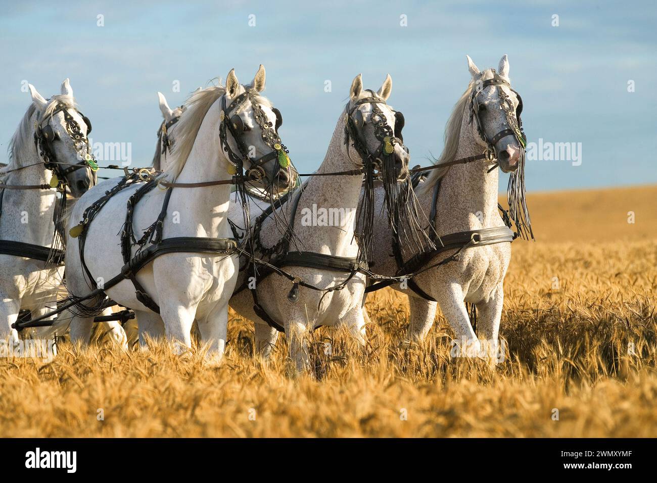Carriage horse harness hi-res stock photography and images - Alamy