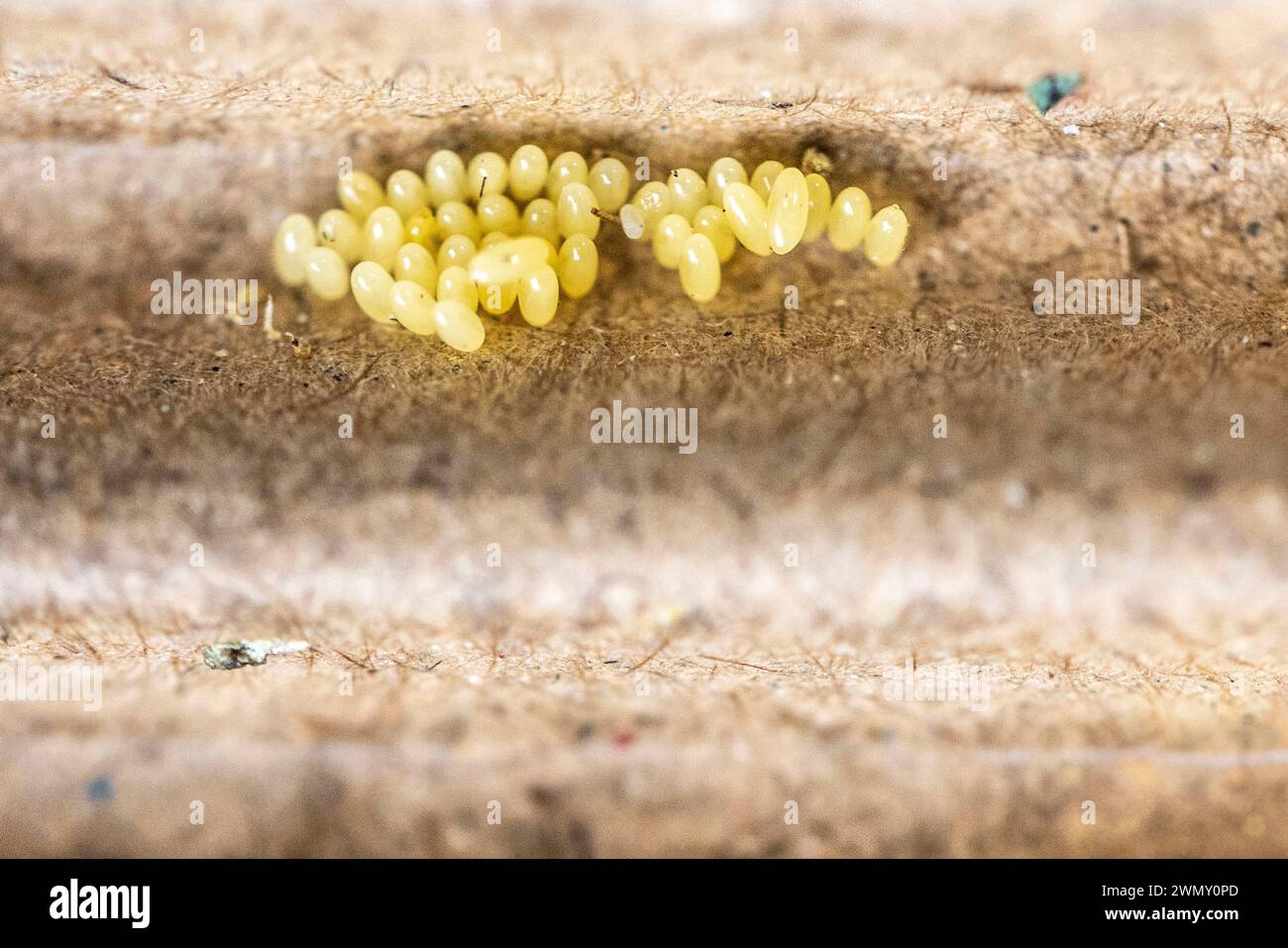 France, Ain, Saint Jean le Vieux, Insectosphere ladybug farm, eggs of 7 ...