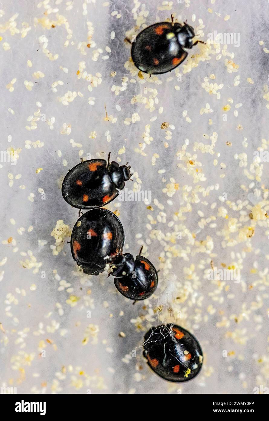 France, Ain, Saint Jean le Vieux, ladybug farm, Insectosphere, comma ladybug (Exochomus quadripustulatus) helps fight against the woolly apple aphid (which is not consumed by the 2-spotted ladybug) as well as pulvinar scale insects (or shield scale insects ) Stock Photo
