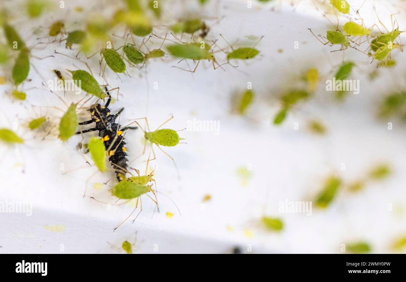 France, Ain, Saint Jean le Vieux, Insectosphere ladybug farm, larva of 7-spotted ladybug (Coccinella septempunctata) and aphid Stock Photo