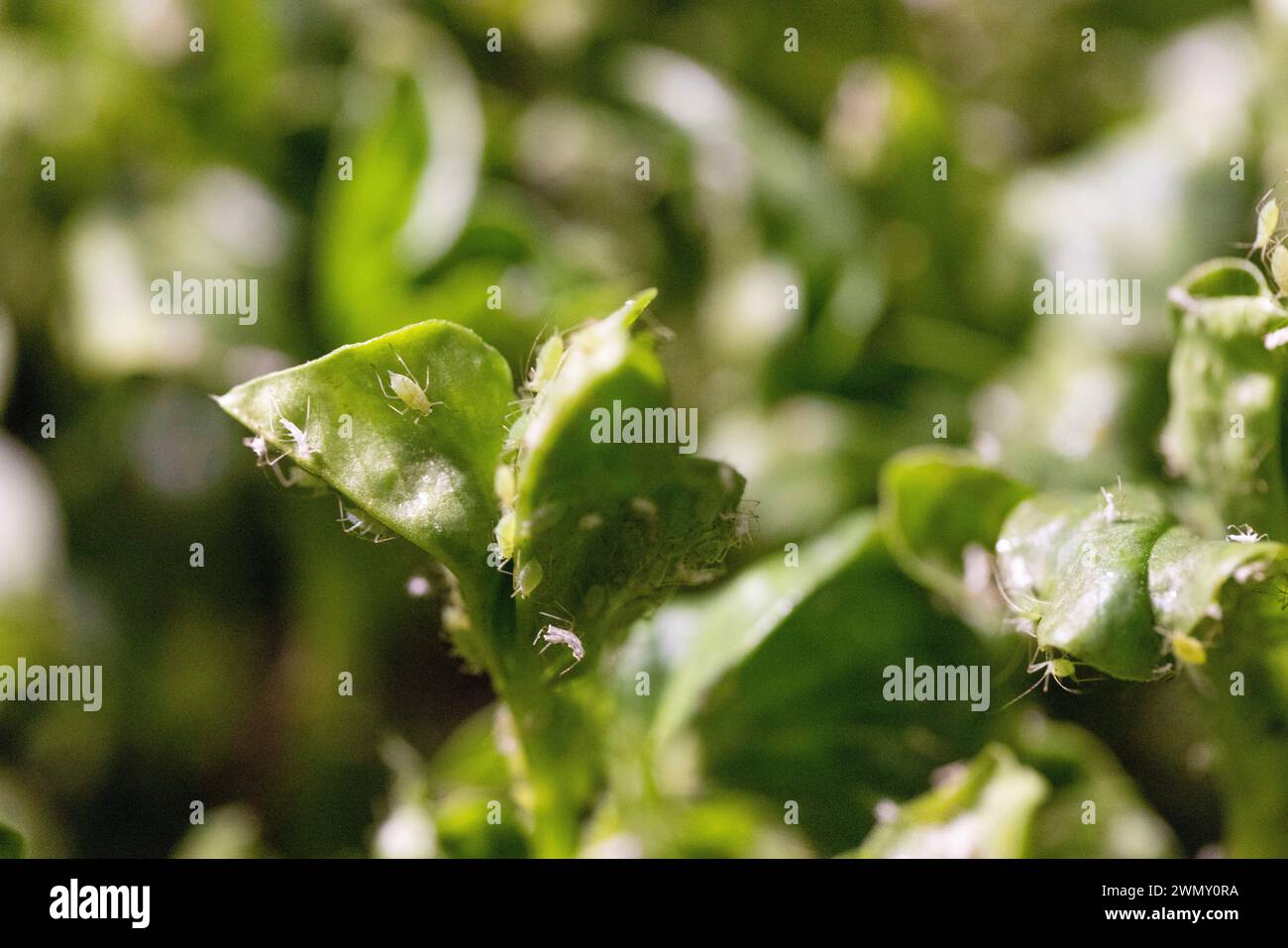Jean le vieux hi-res stock photography and images - Alamy