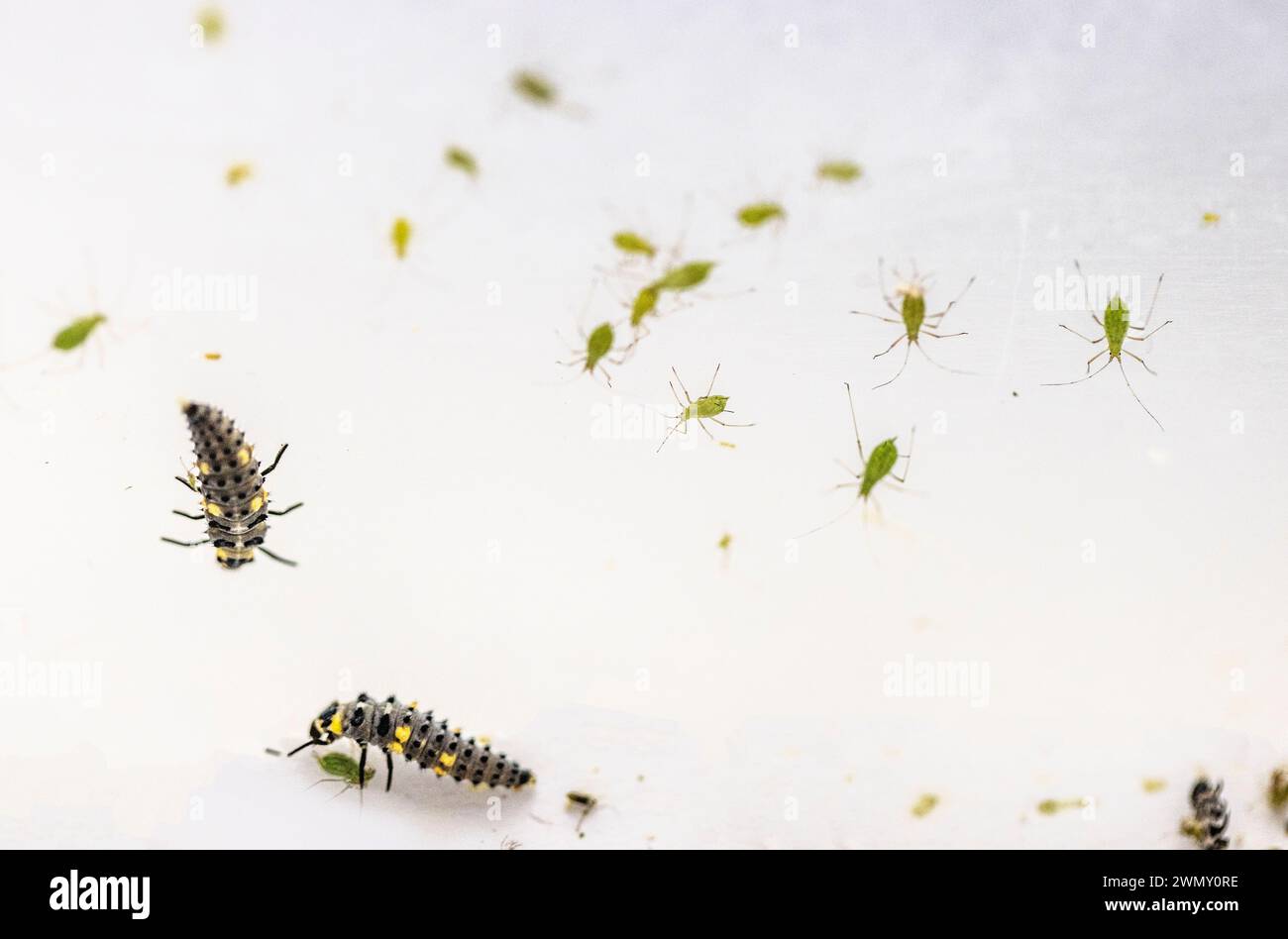 France, Ain, Saint Jean le Vieux, Insectosphere ladybug farm, larva of ...