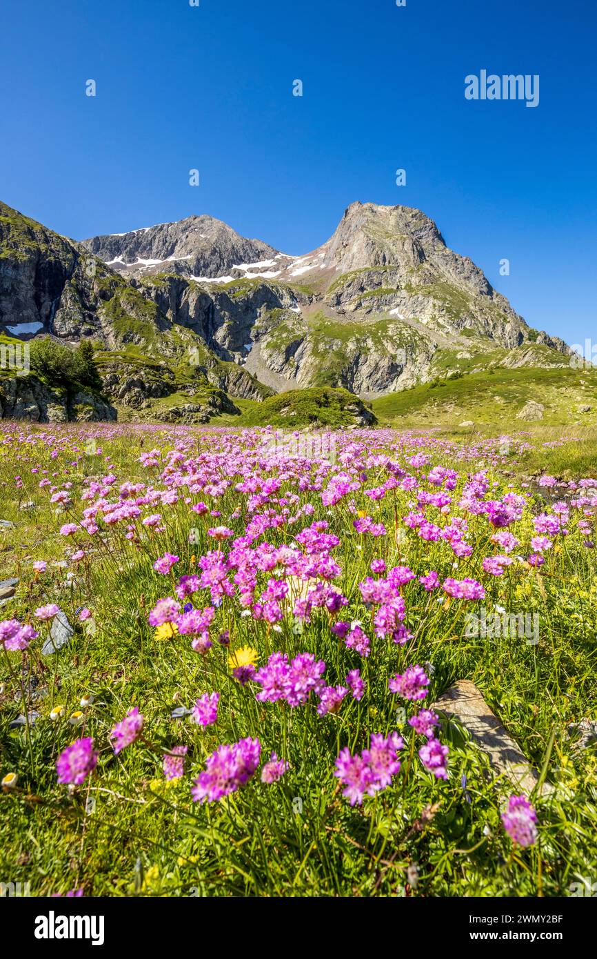 France, Isère, Matheysine, Taillefer massif, hiking to the Plateau des Lacs (2068 m) by the hiking trail GR 50, Lac de l'Agneau (2039 m), flowery meadow of Alpine Thrift (Armeria alpina) and summit of Taillefer (2857 m) Stock Photo