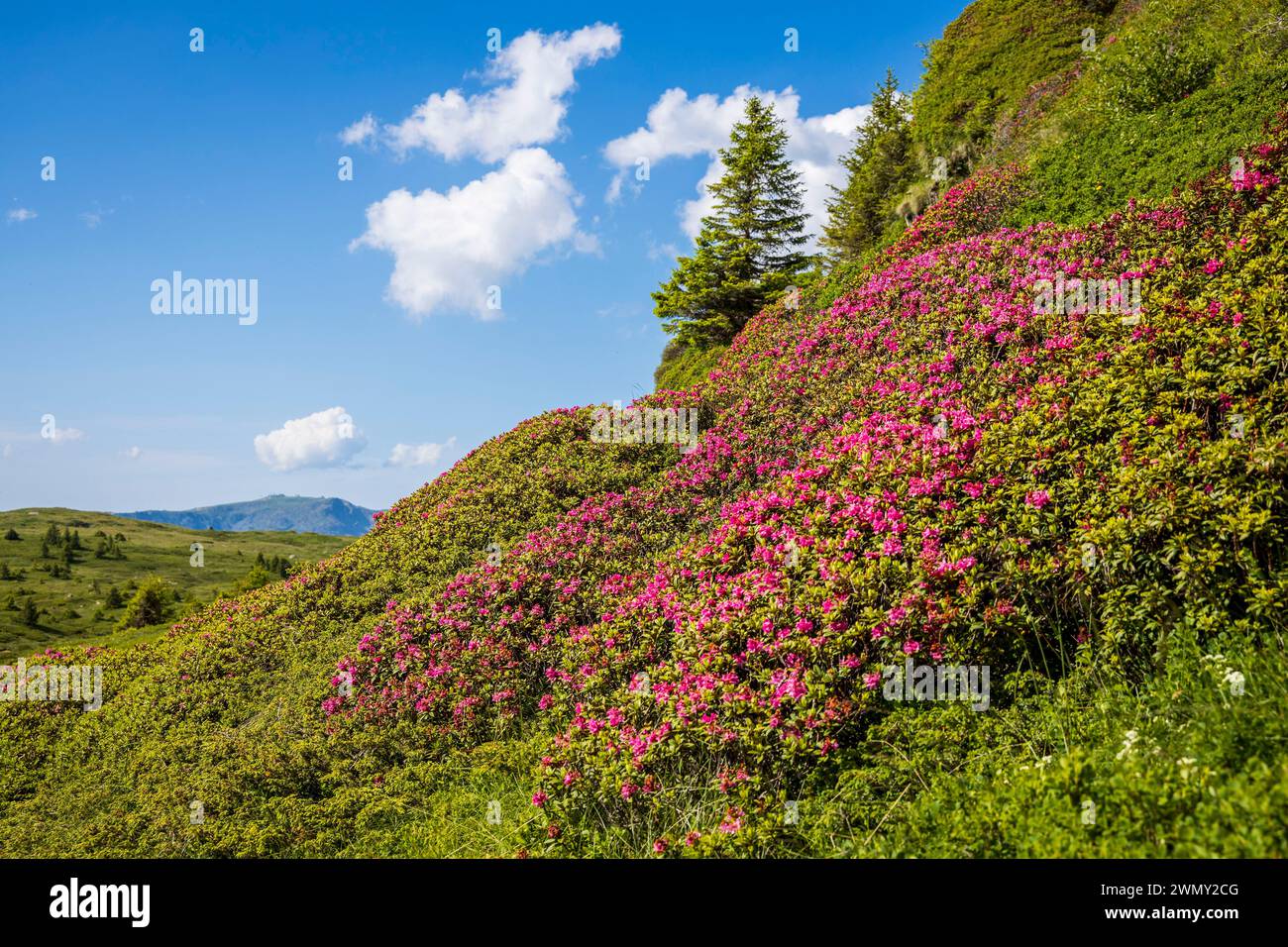 France, Isère, the Matheysine, Taillefer massif, Lake Fourchu (2053 m) by the way of Grande Randonnée GR 50, ferruginous Rhododendron (Rhododendron ferrugineum) grove in flowers Stock Photo