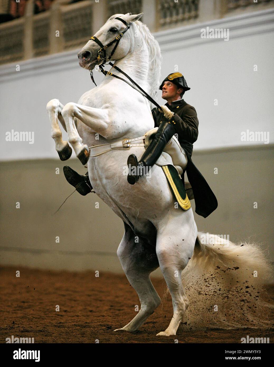 Lipizzaner horse saddle hires stock photography and images Alamy