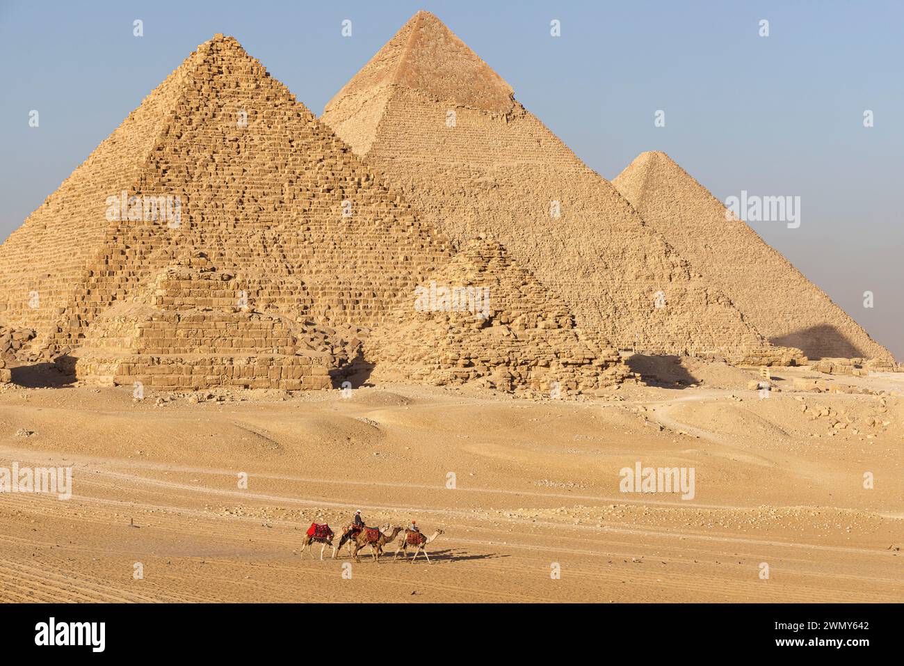 Egypt, Cairo, Guiza, Memphis and its necropolis, the pyramid fields from Giza to Dahshur listed as World Heritage by UNESCO, camels before the pyramids Stock Photo