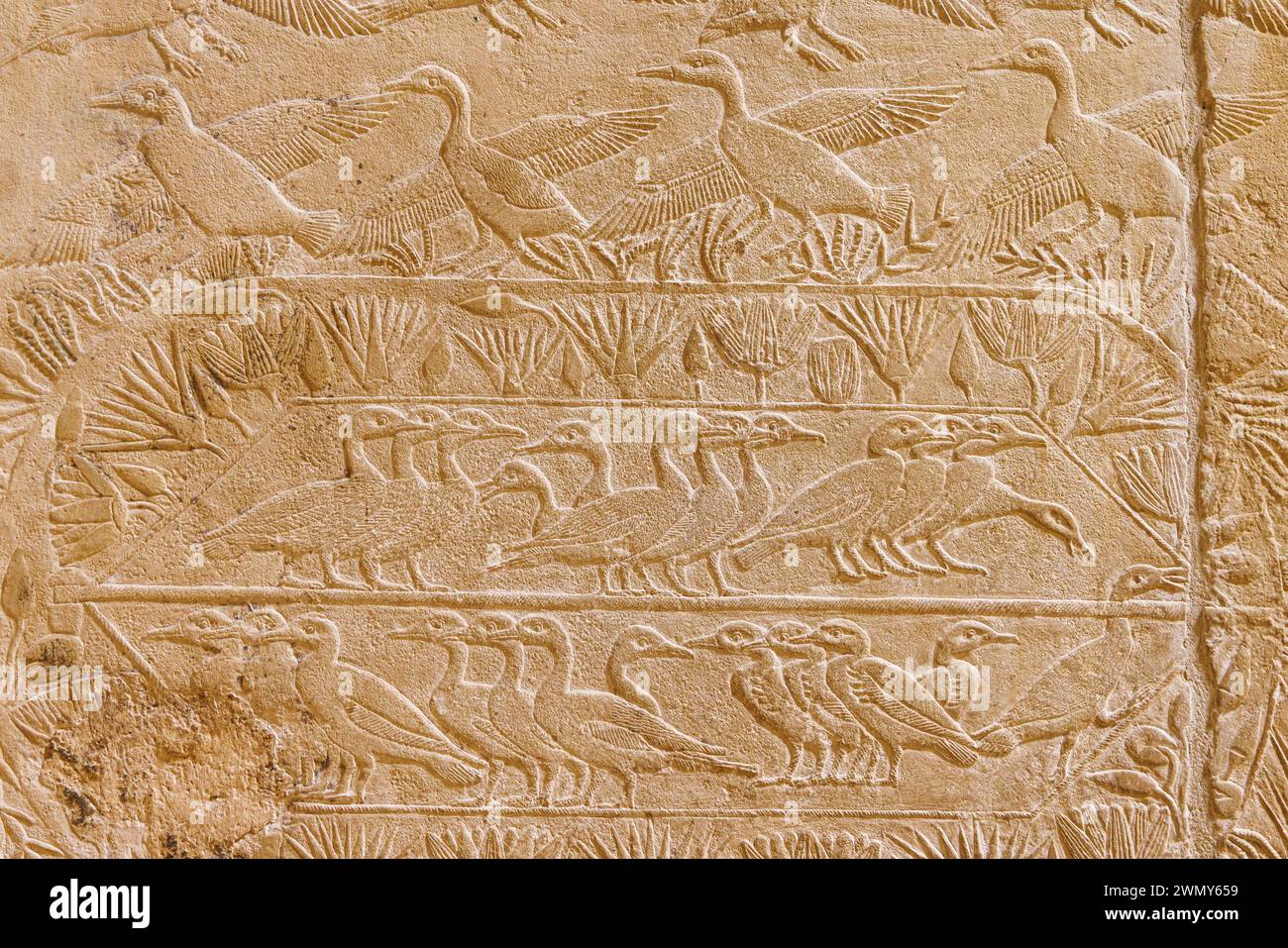 Egypt, Cairo, Saqqara, Memphis and its necropolis, the pyramid fields from Giza to Dahshur listed as World Heritage by UNESCO, Kagemni tomb, ducks Stock Photo