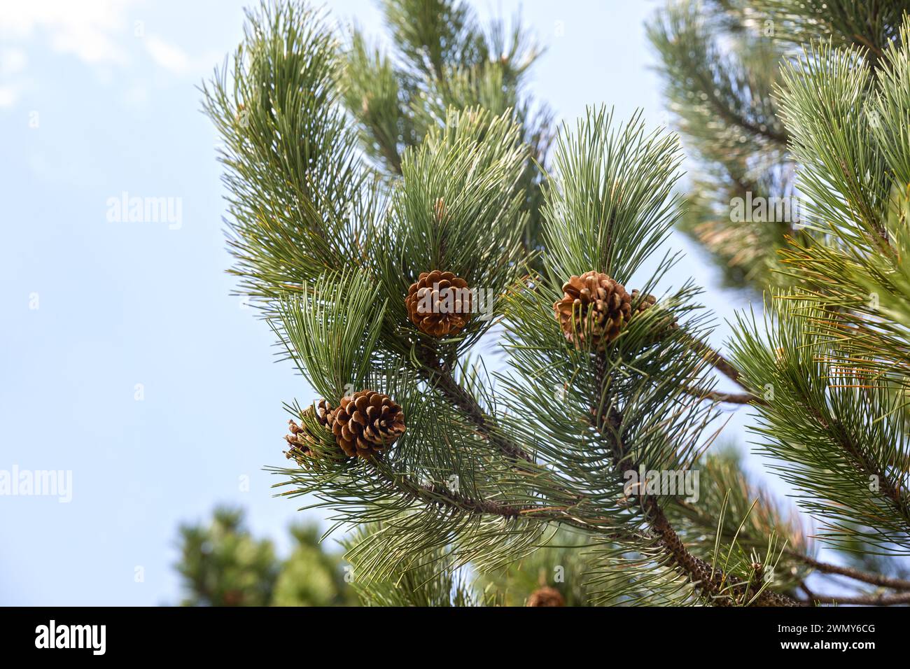 Pine branch with cones on a background of blue sky Stock Photo