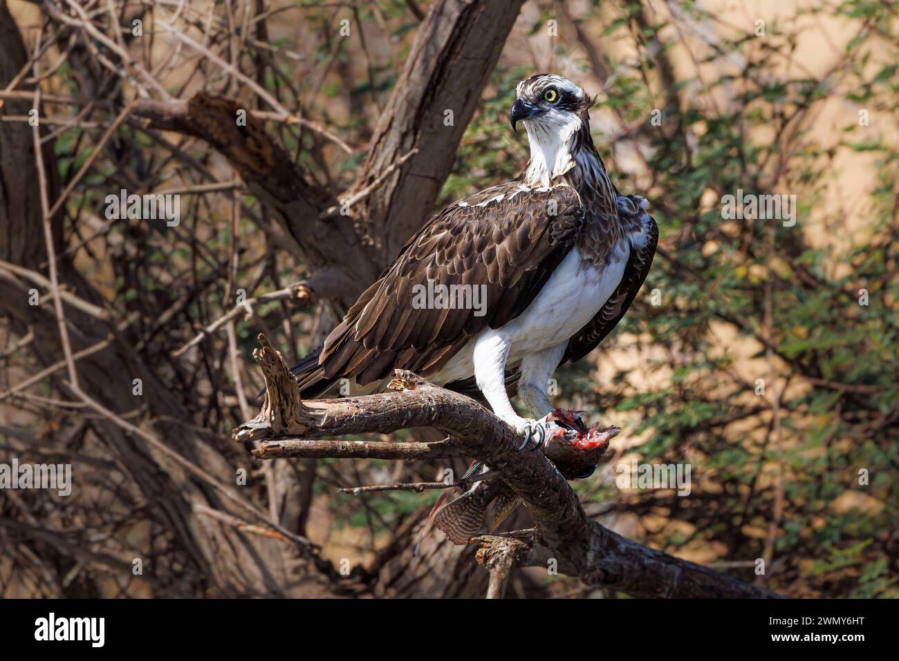 Egypt, Aswan, Osprey Stock Photo