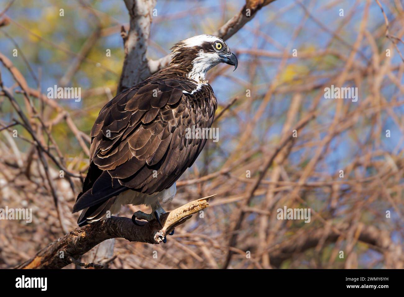 Egypt, Aswan, Osprey Stock Photo