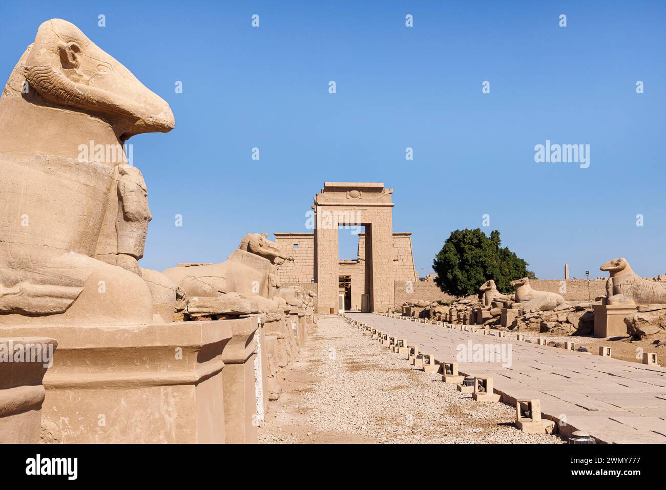 Egypt, Luxor, Ancient Thebes with its Necropolis listed as World Heritage by UNESCO, Karnak Temple, ram headed sphinx alley before Ptolemy III door Stock Photo