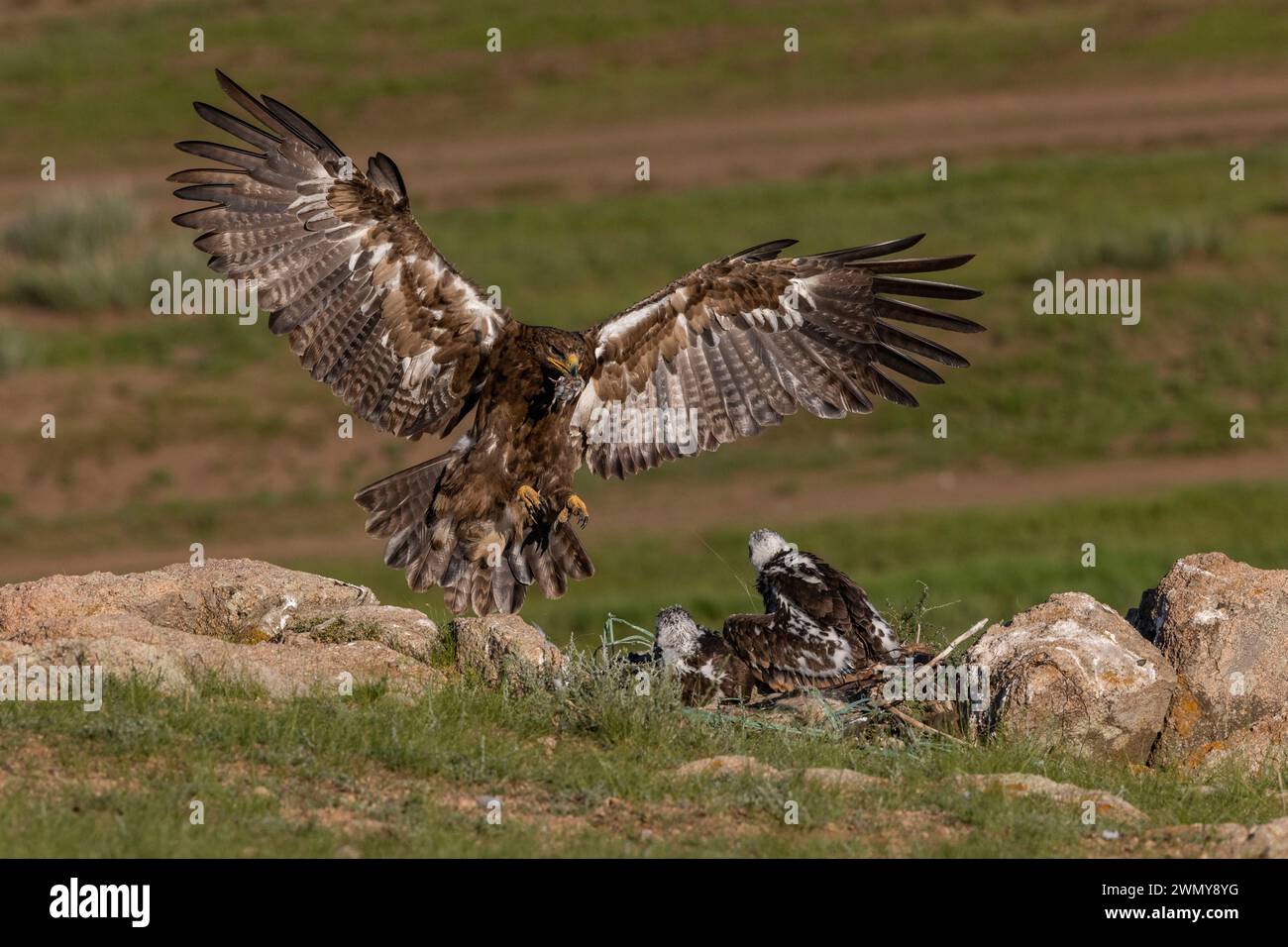 mongolia-eastern-mongolia-steppe-steppe-eagle-aquila-nipalensis