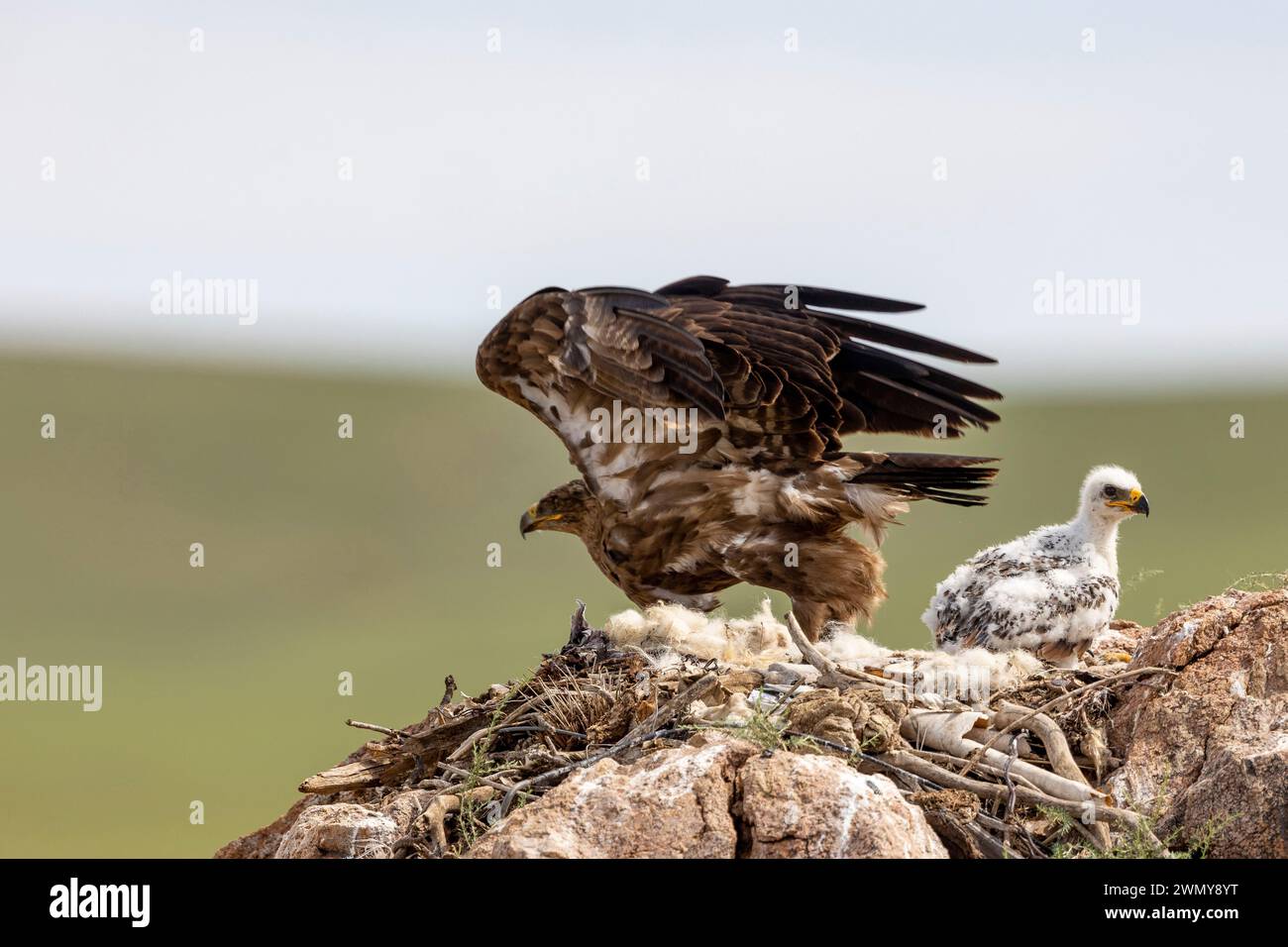 mongolia-eastern-mongolia-steppe-steppe-eagle-aquila-nipalensis