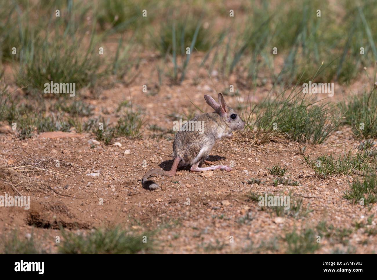 Mongolia, Eastern Mongolia, Steppe, Mongolian fivetoed jerboa or