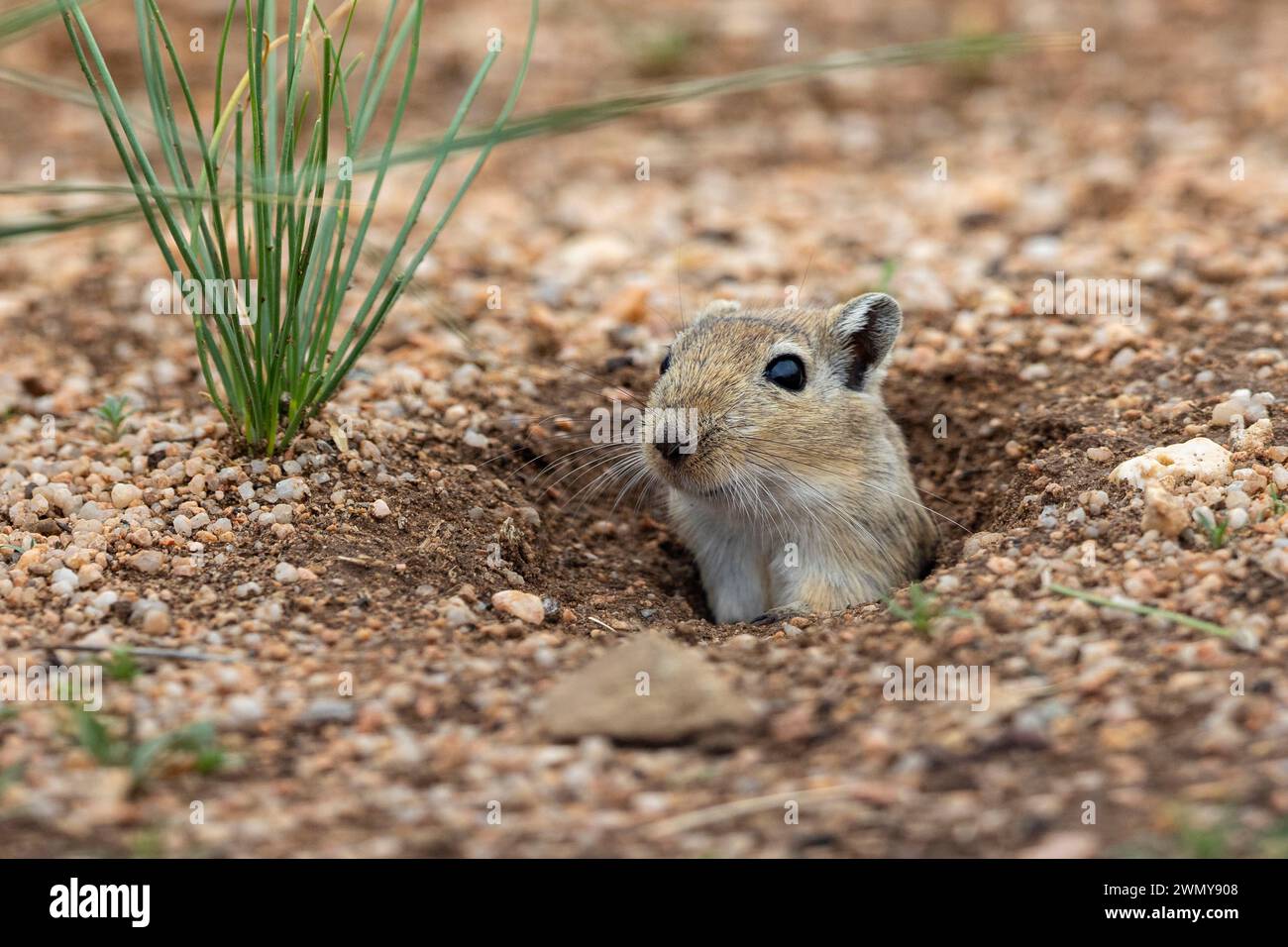 Garbil Mongolia, East Mongolia, Steppe area, Mongolian Gerbil (Meriones ...