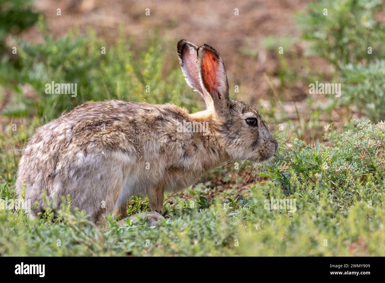 Mongolia, Eastern Mongolia, Steppe, Tolai's Hare (Lepus tolai), in the grass Stock Photo
