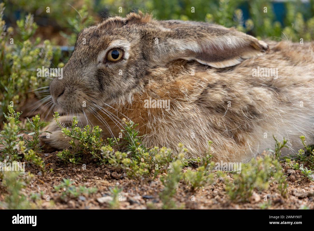 Mongolia, Eastern Mongolia, Steppe, Tolai's Hare (Lepus tolai), in the grass Stock Photo