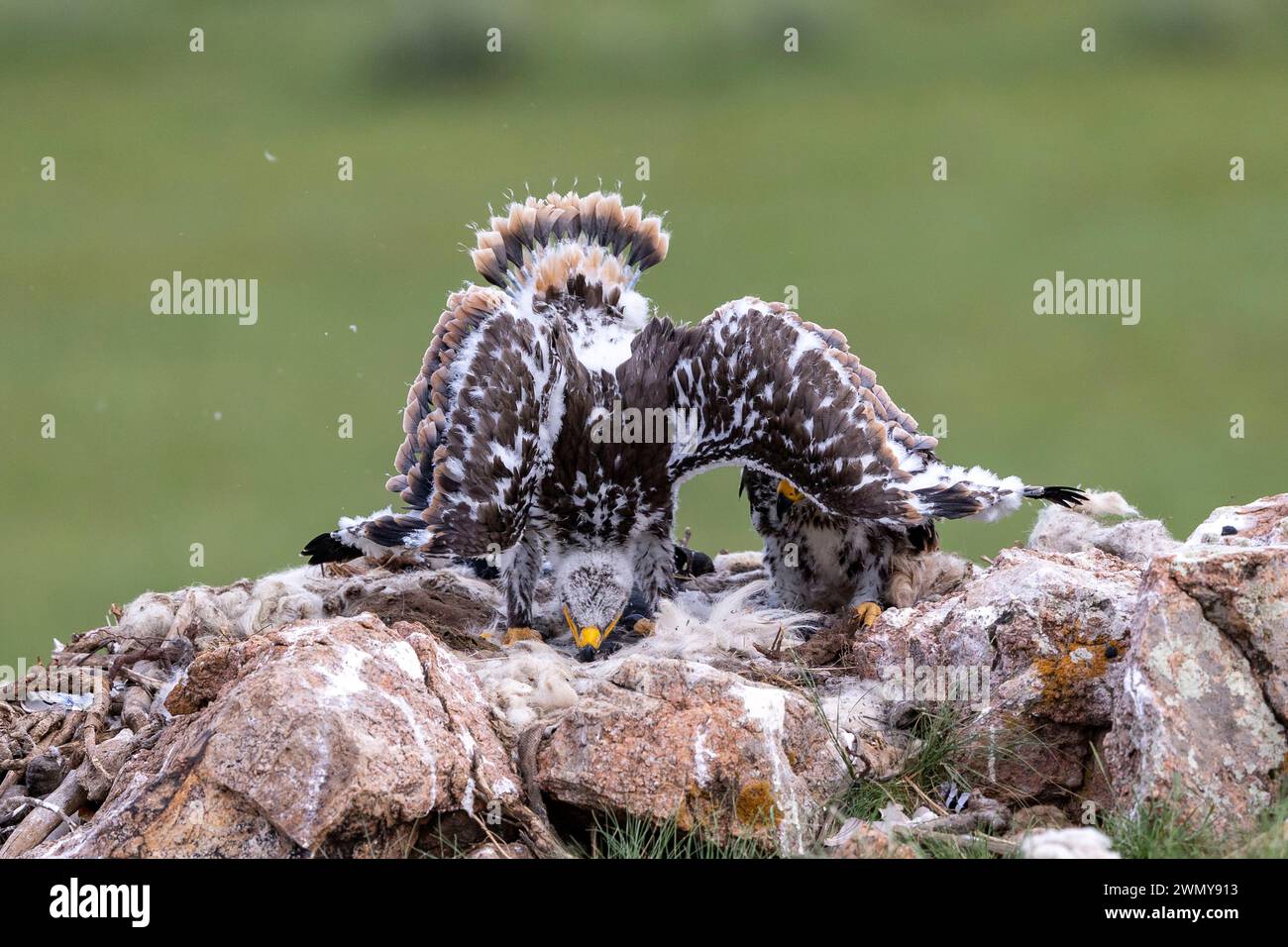 mongolia-eastern-mongolia-steppe-steppe-eagle-aquila-nipalensis