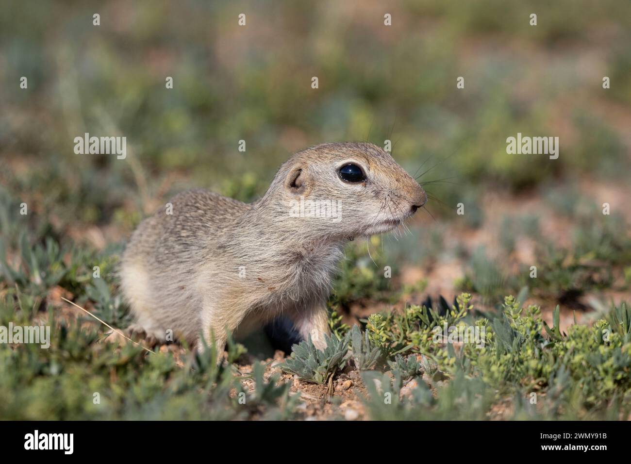 Mongolia, East Mongolia, Steppe area,,Daurian ground squirrel (Spermophilus dauricus),near by his den Stock Photo