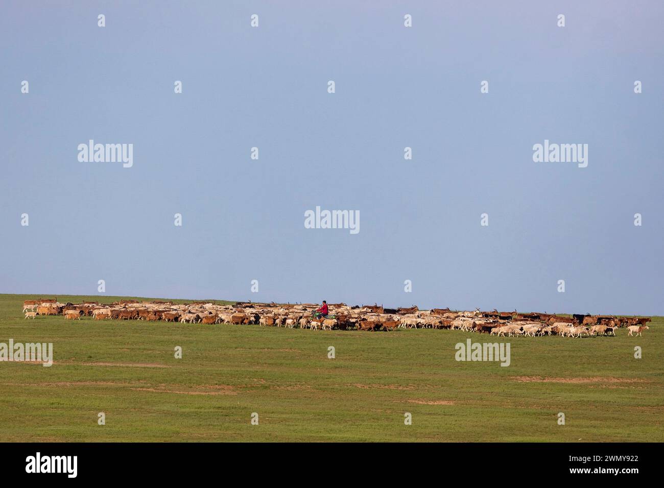 Mongolia, Eastern Mongolia, Steppe, Herd of goats and sheep led by a ...