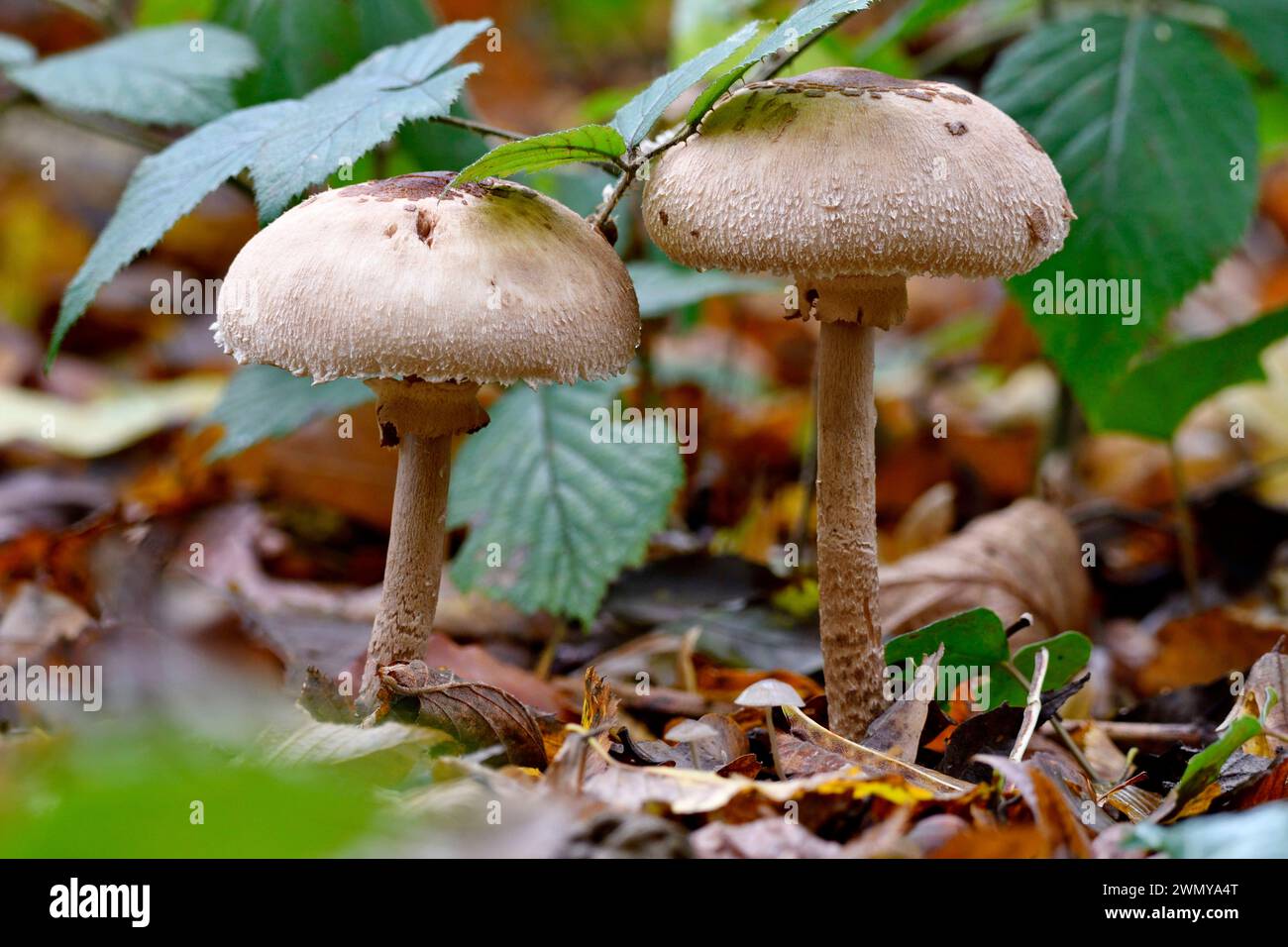 France, Doubs, mushrooms, Macrolepiota gracilenta Stock Photo